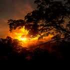 Sunset Amazonian jungle