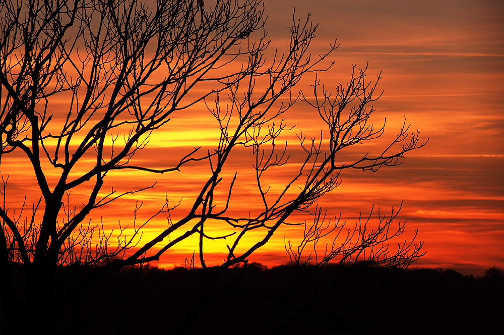 Sunset and branches