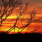 Sunset and branches