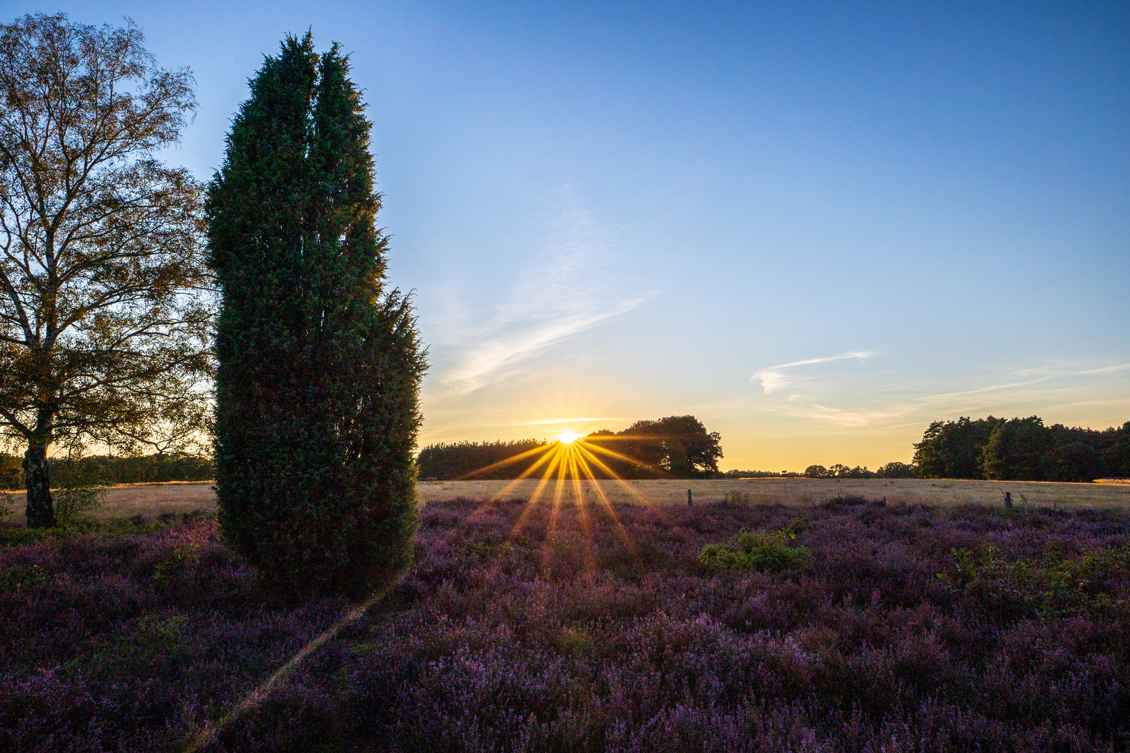 Sunset and Calluna