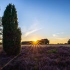 Sunset and Calluna