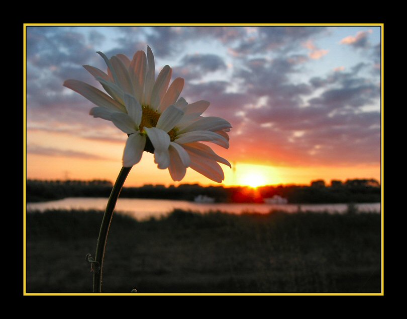 Sunset and daisy