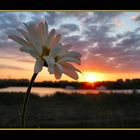 Sunset and daisy