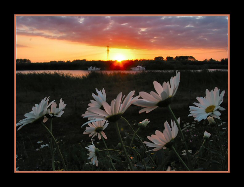 Sunset and daisy's