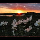 Sunset and daisy's
