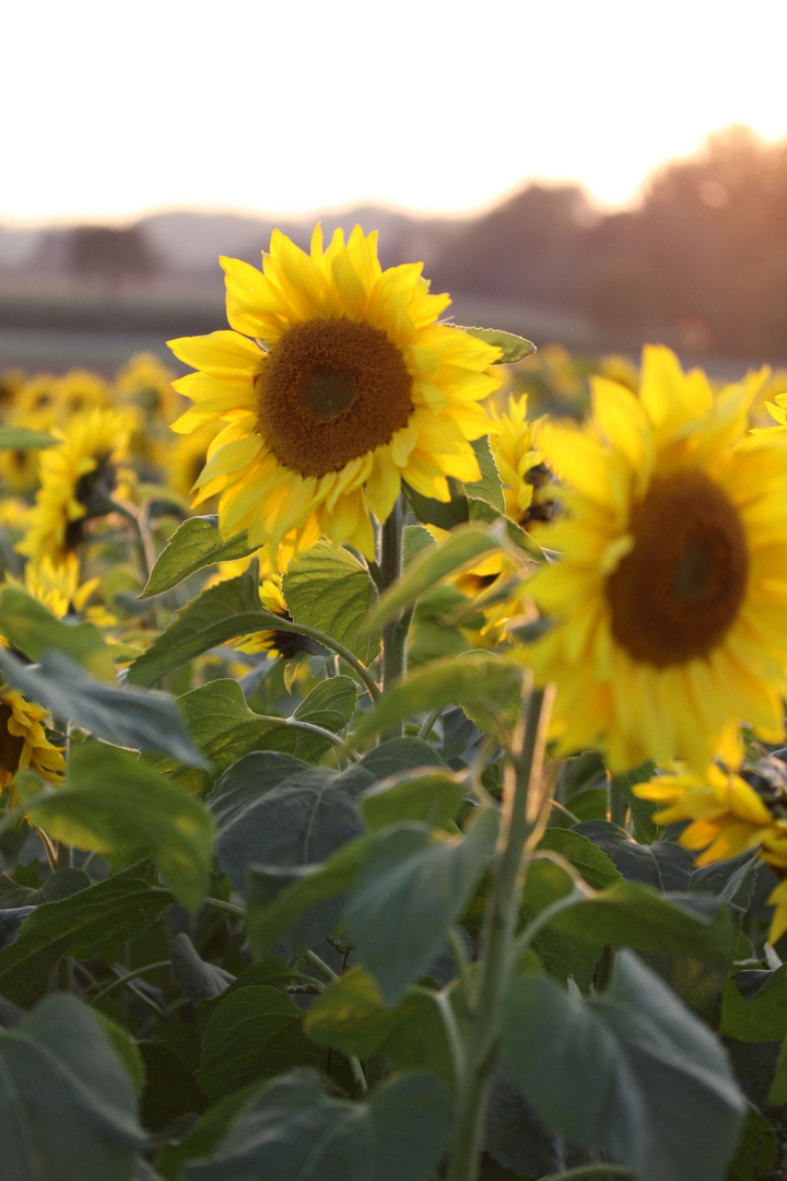 sunset and sunflowers -1-