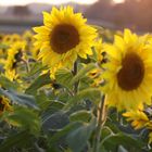 sunset and sunflowers -1-