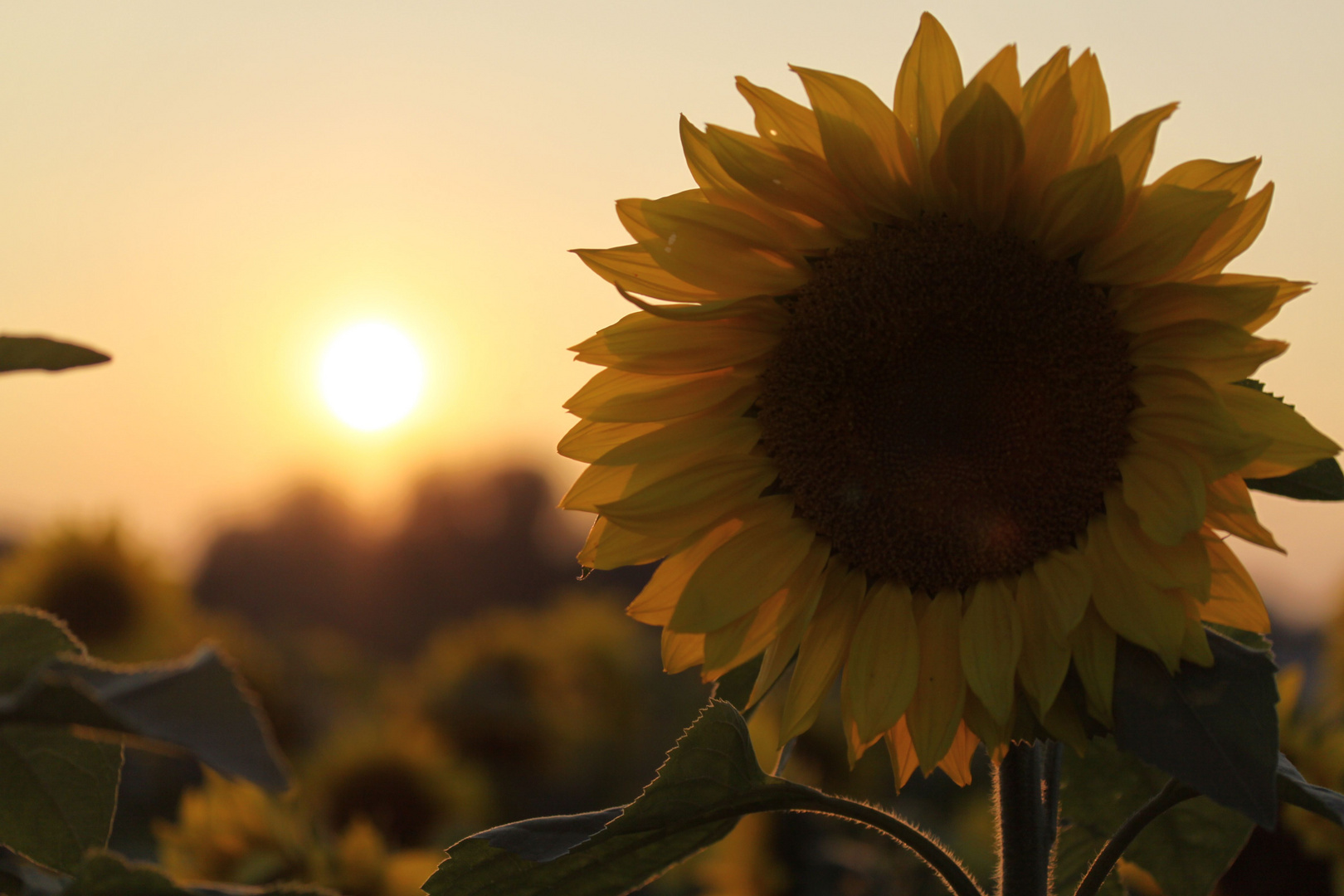 sunset and sunflowers -2-