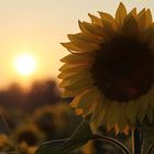 sunset and sunflowers -2-