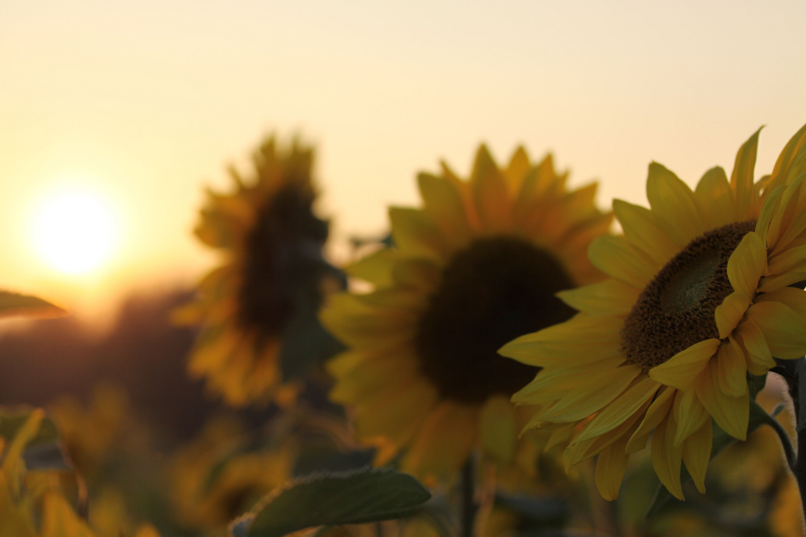 sunset and sunflowers -3-