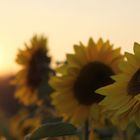 sunset and sunflowers -3-