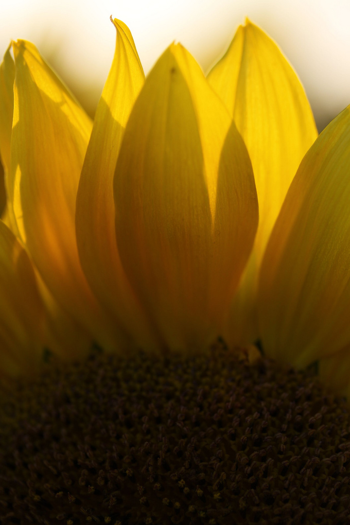 sunset and sunflowers -4-