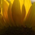sunset and sunflowers -4-