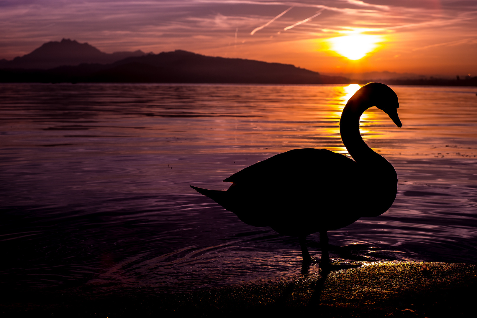 Sunset and swan in Zug