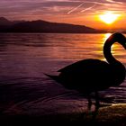 Sunset and swan in Zug