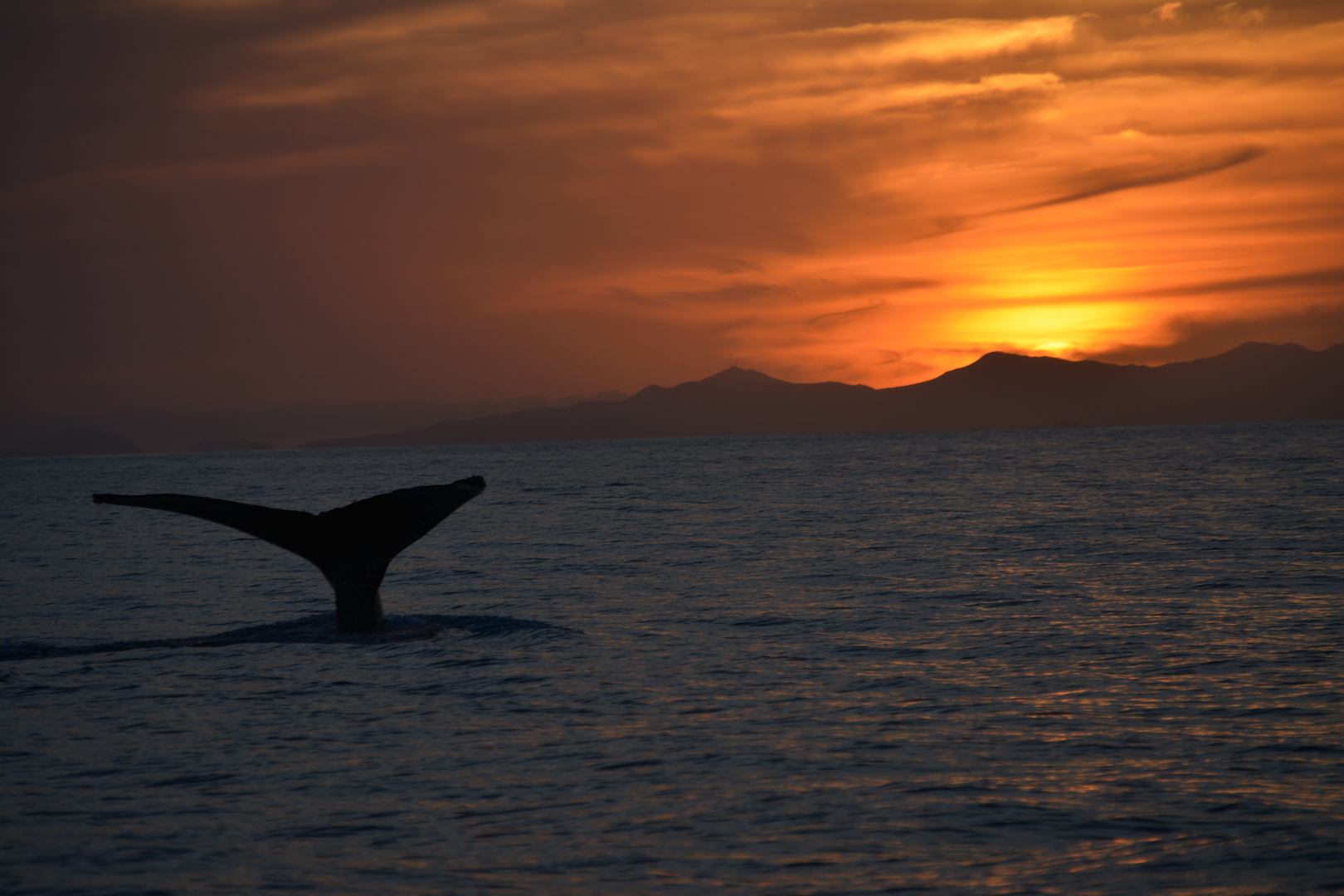 sunset and whales...