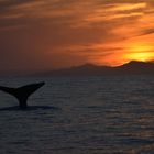 sunset and whales...
