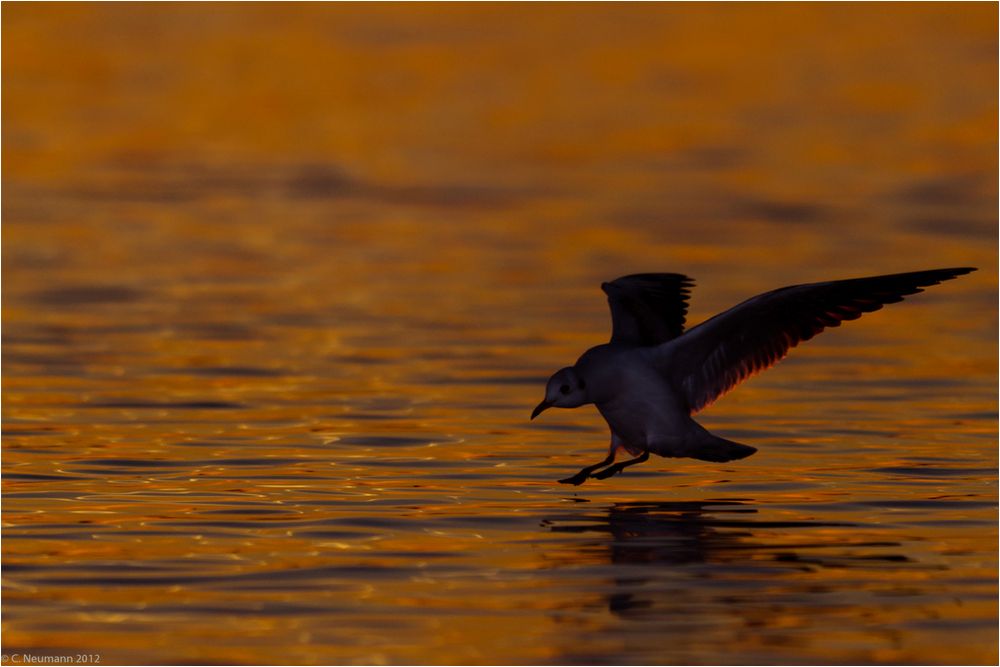 Sunset arrival