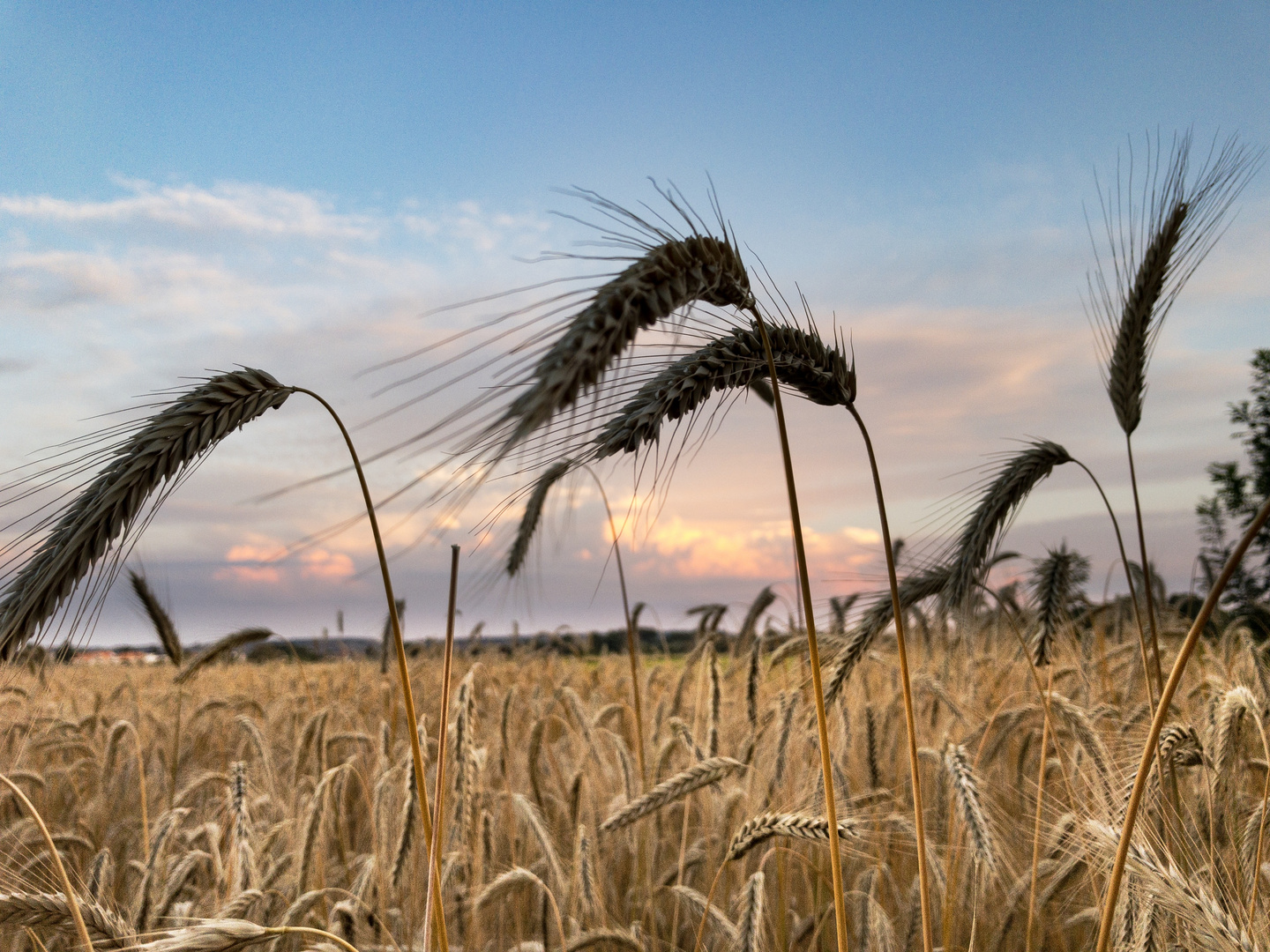 Sunset at a cornfield