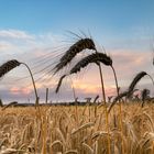 Sunset at a cornfield