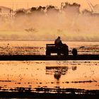 Sunset at Ricefield Lamlukka Thailand 