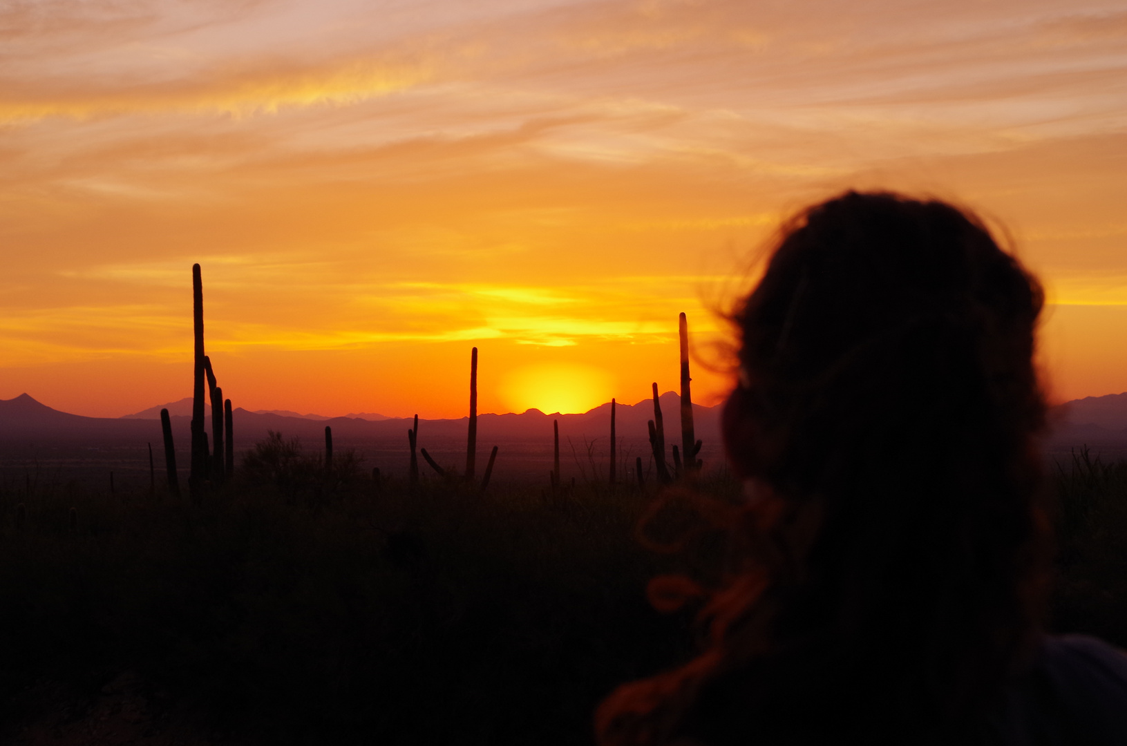 Sunset at saguaro national park