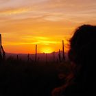 Sunset at saguaro national park