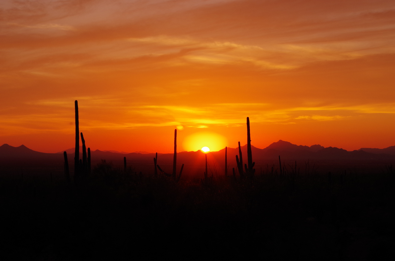 Sunset at Saguaro National Park II