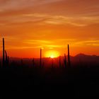 Sunset at Saguaro National Park II