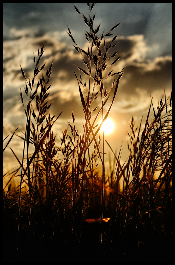 Sunset at the field