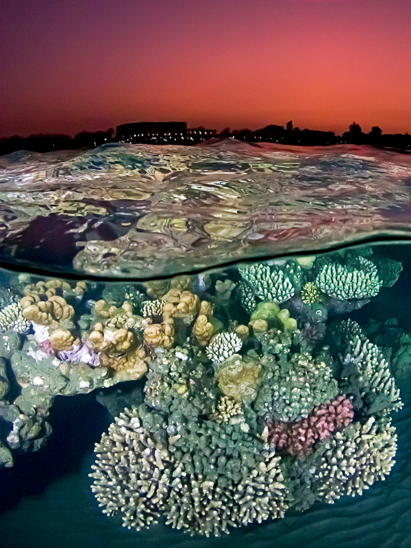 Sunset at the Red Sea Reef