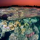 Sunset at the Red Sea Reef