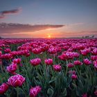 Sunset at the tulip fields 