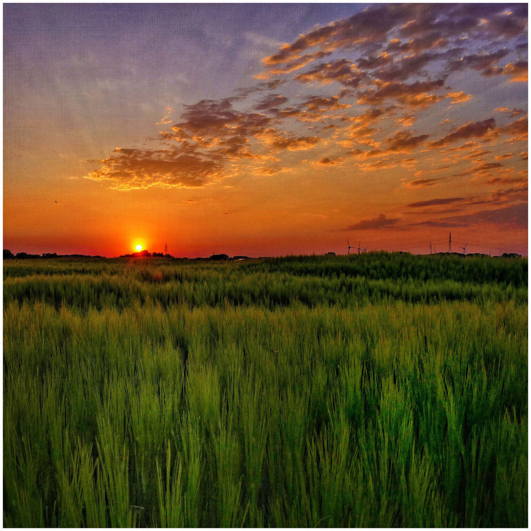 sunset at the wheatfield