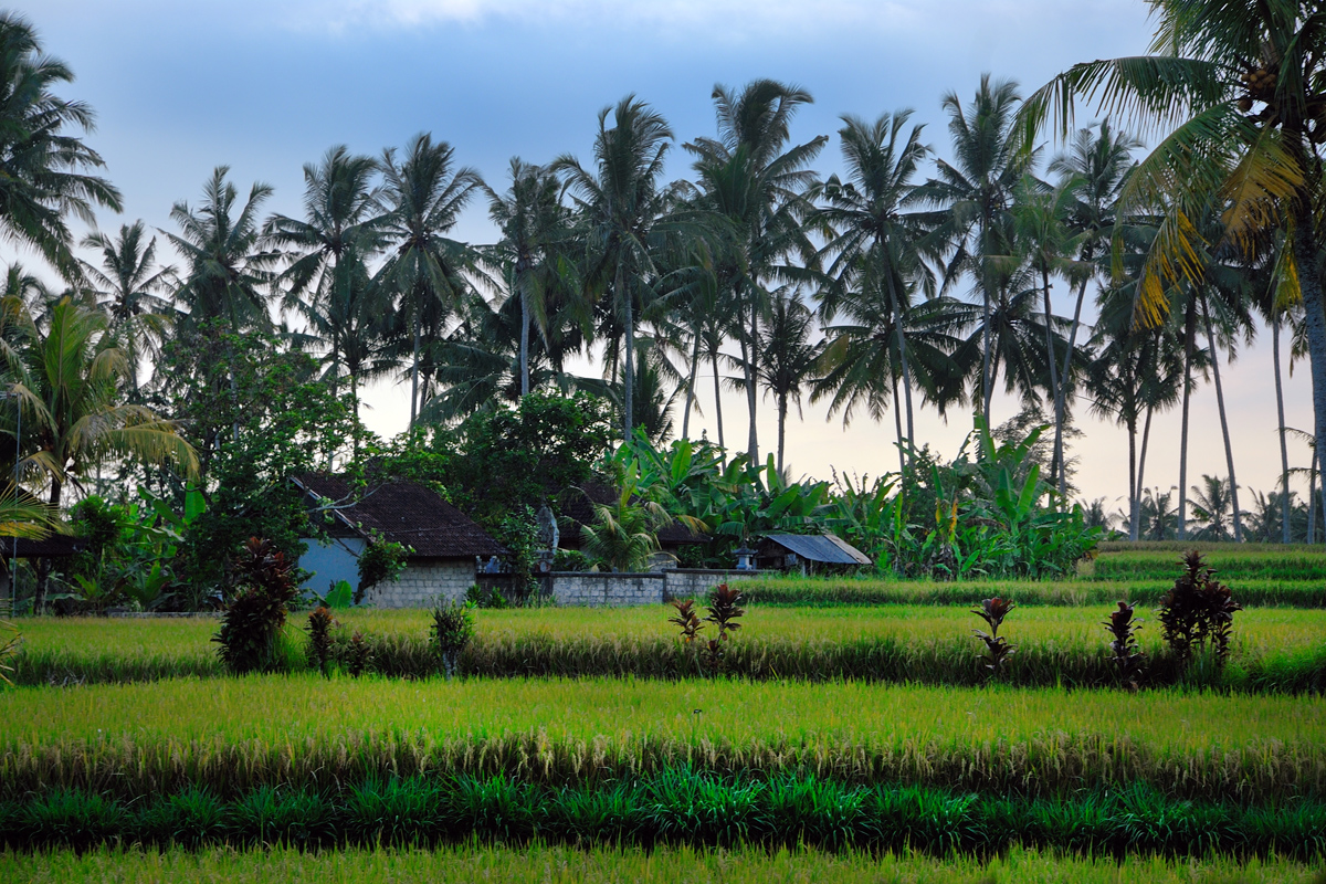 Sunset atmosphere in Pejeng Kelod, Bali