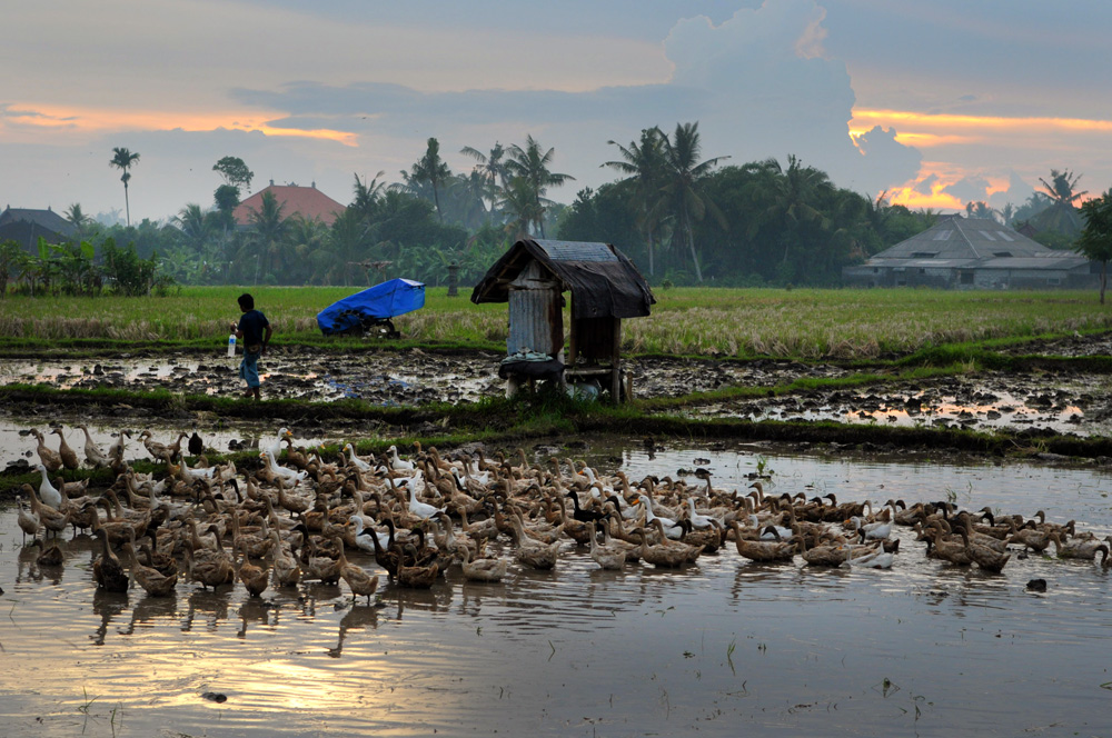 Sunset atmosphere in Sukawati-Gianyar