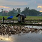 Sunset atmosphere in Sukawati-Gianyar