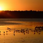 Sunset auf Sanibel Island