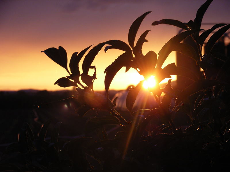 Sunset auf unserem Balkon