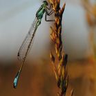 ~ Sunset Banana Harvesting ~ (Ischnura elegans, m)