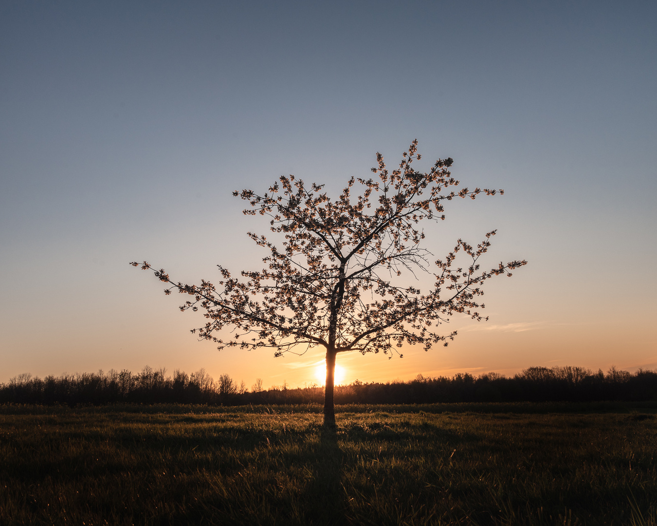 Sunset Behind Cherry Tree