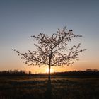 Sunset Behind Cherry Tree