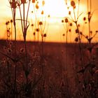 sunset behind the grass