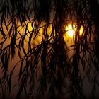 Sunset behind the leaves