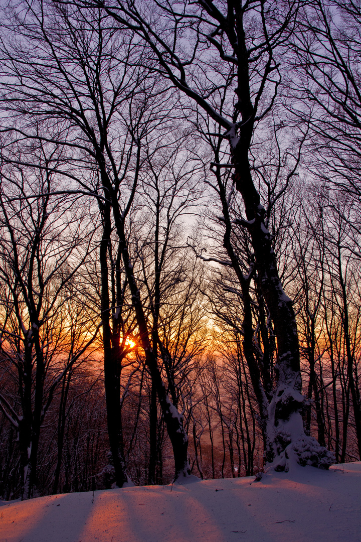 Sunset behind the woods