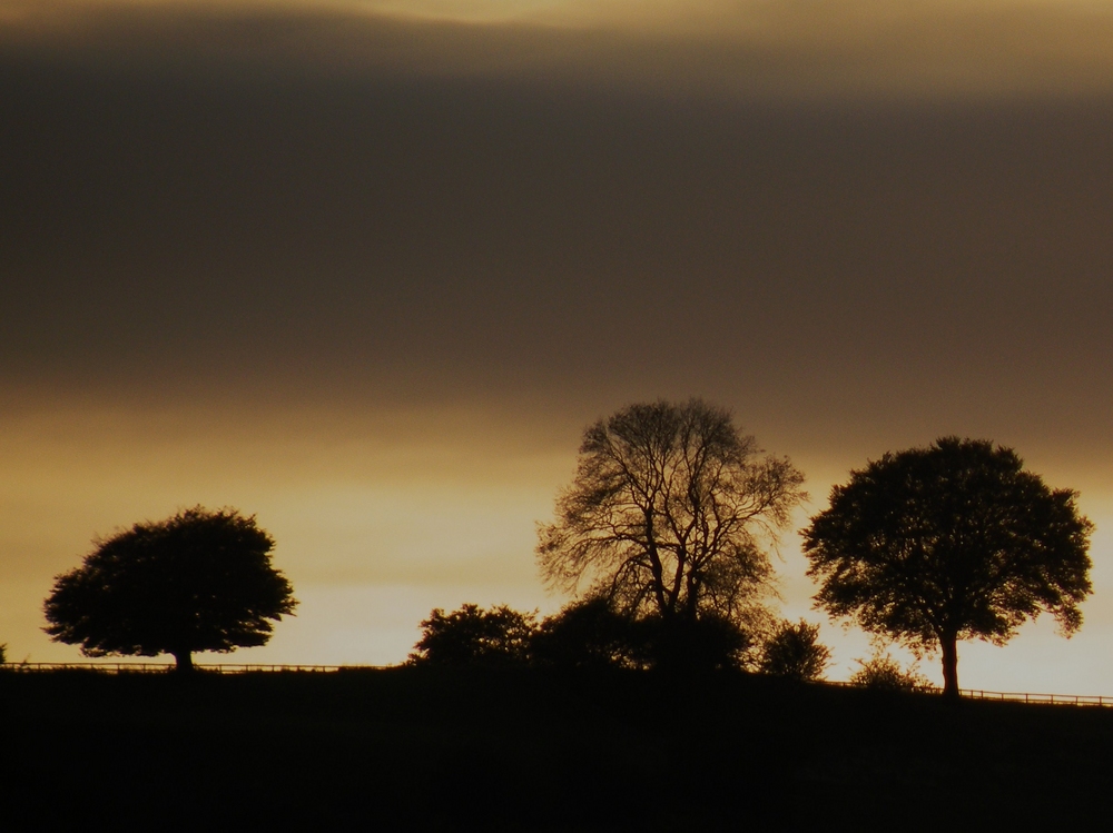 Sunset behind trees