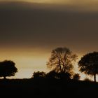 Sunset behind trees