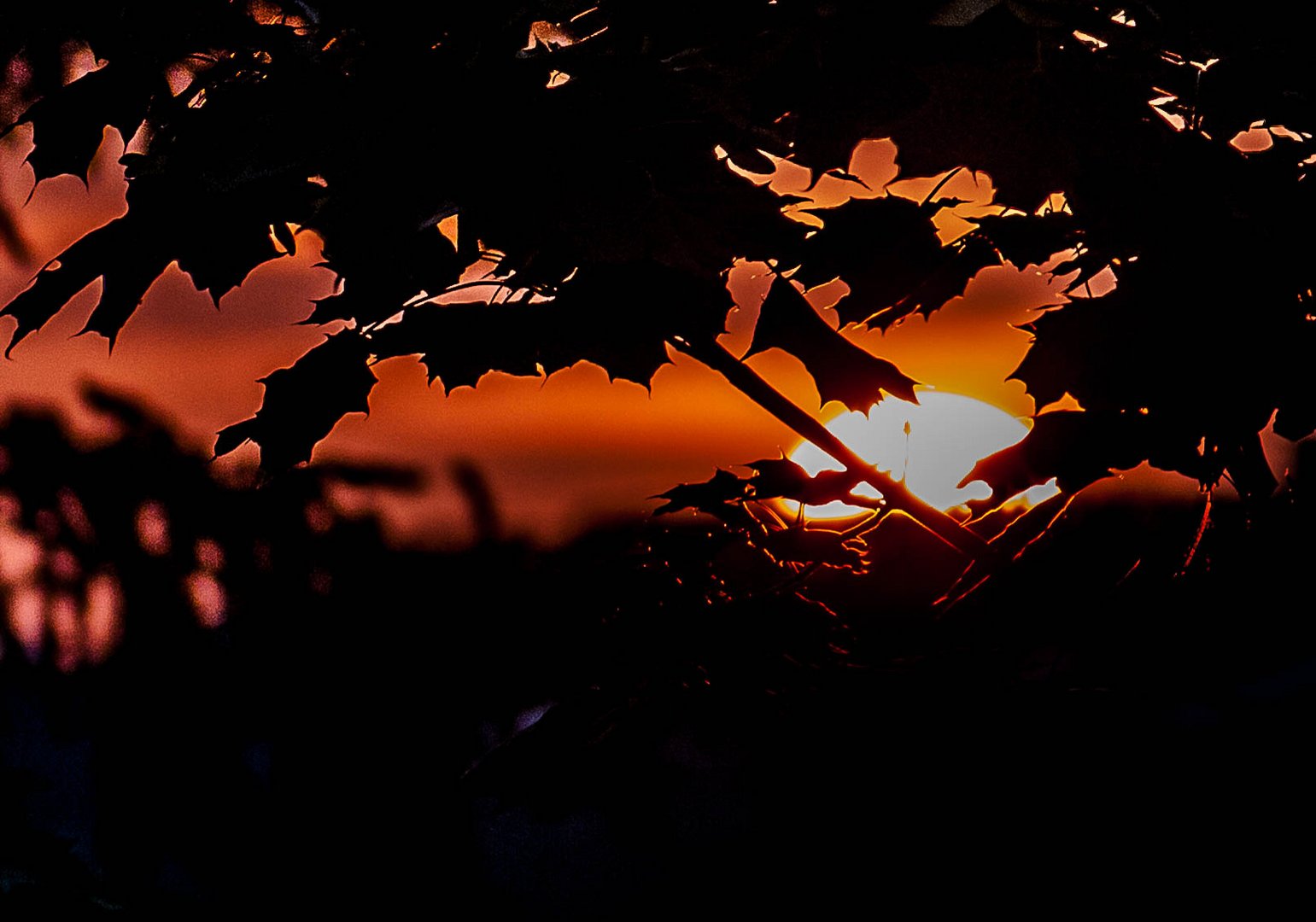 sunset between the leaves