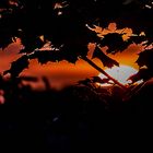 sunset between the leaves