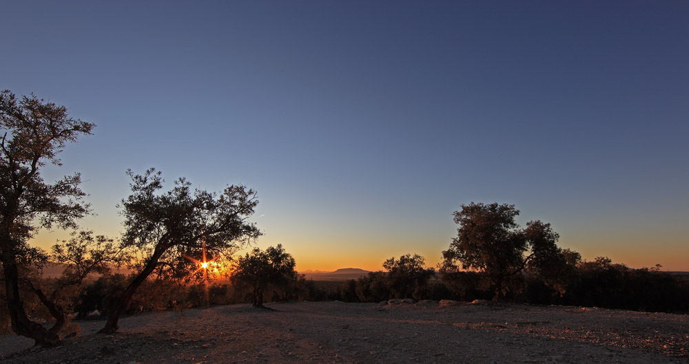 Sunset between the olive trees in Antequera